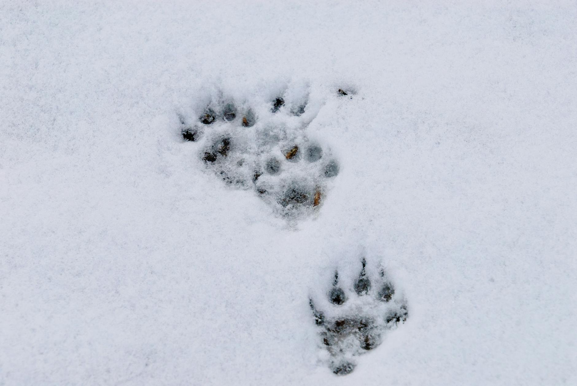 Ślady łap zwierzęcia odciśnięte w śniegu zimą