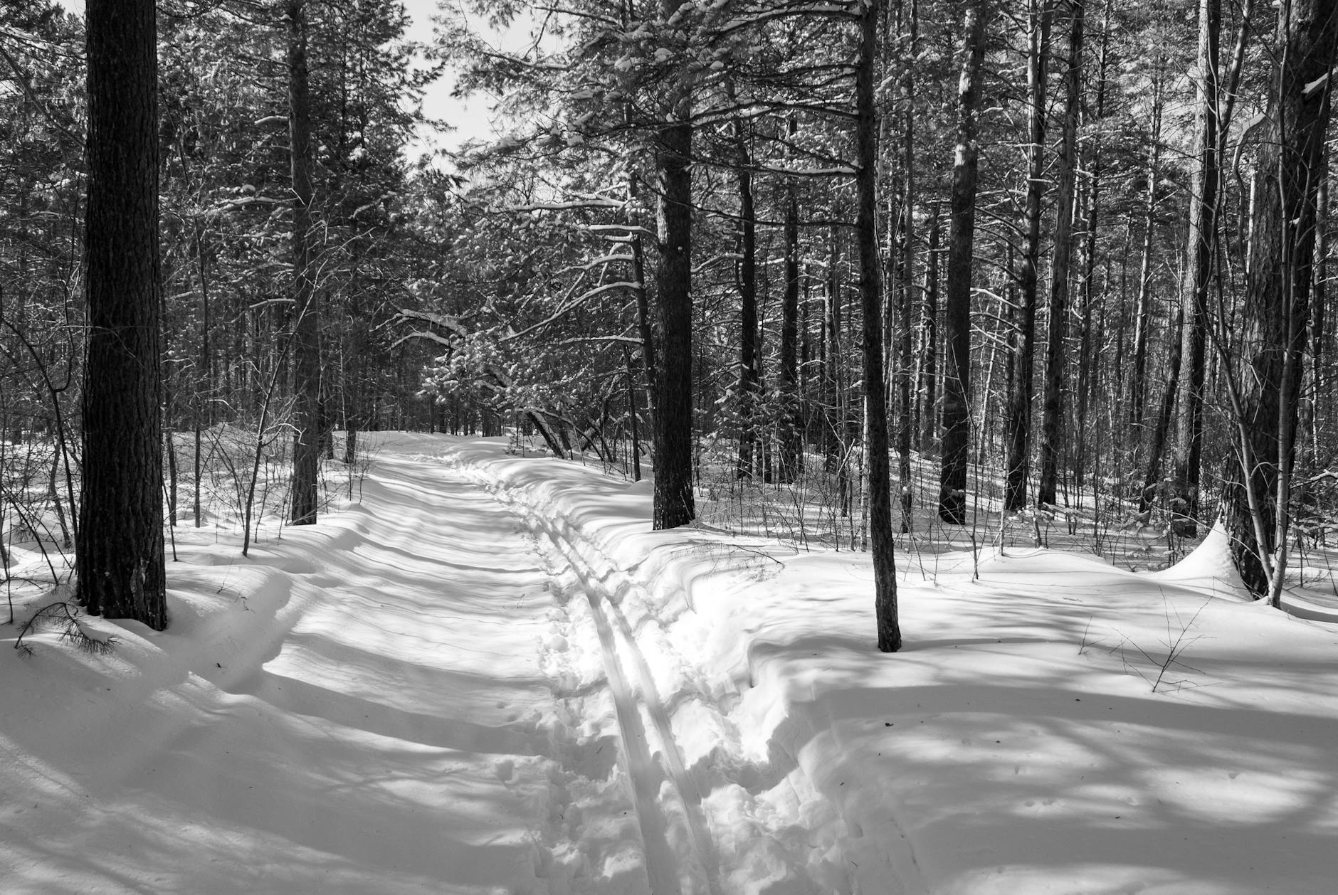 Zasypana śniegiem leśna ścieżka zimą wśród wysokich drzew